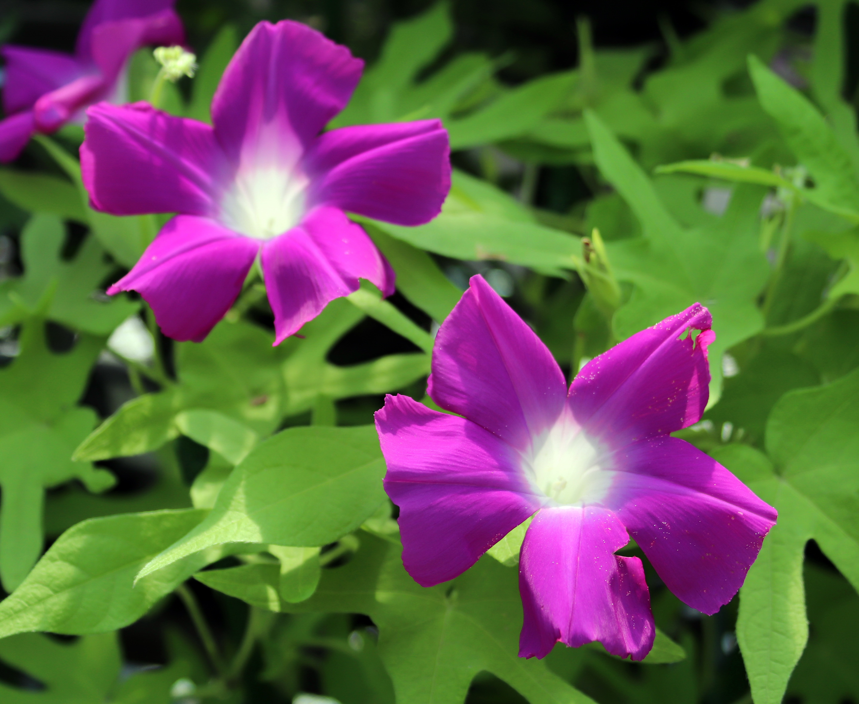 朝顔　morning glory　正木系統　黄尾長立田葉紅筒白切咲