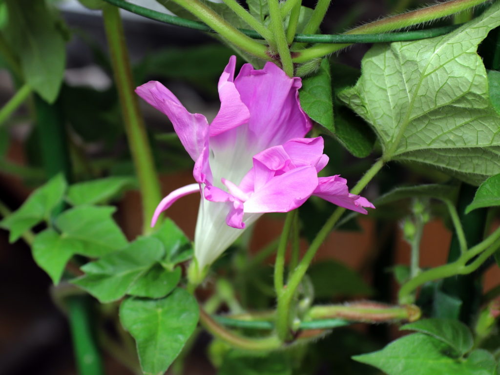 変化朝顔　正木系統　青弱渦打込乱菊葉桃乱菊咲