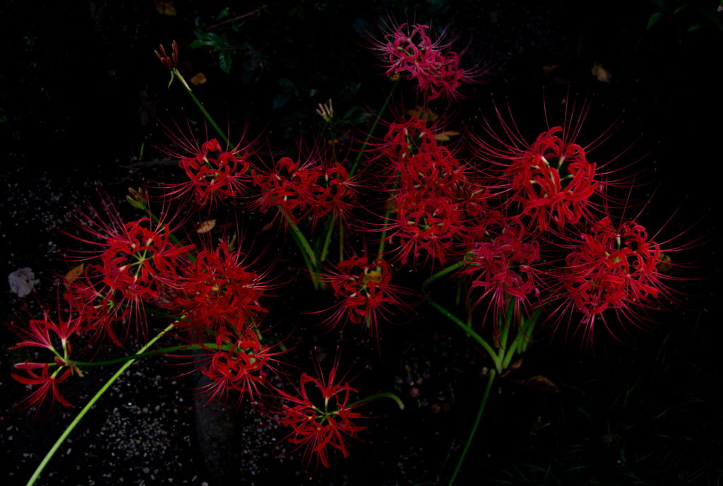 マンジュシャゲ（ヒガンバナ/曼珠沙華/彼岸花/Lycoris radiata/Red spider lily）